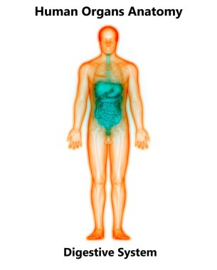 İnsan Vücut Organı Anatomisi. 3D - Görüntü