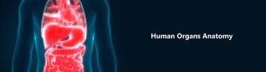 İnsan Vücut Organı Anatomisi. 3D - Görüntü