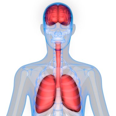 İnsan Organları Akciğerleri ve Beyin Anatomisi. 3D - Görüntü