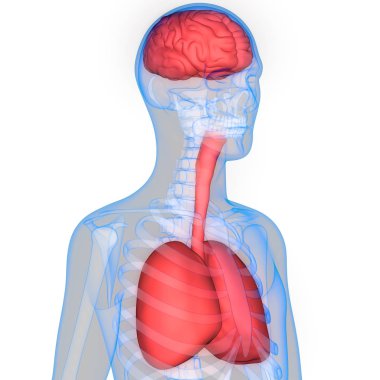 İnsan Organları Akciğerleri ve Beyin Anatomisi. 3D - Görüntü