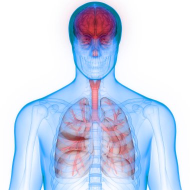 İnsan Organları Akciğerleri ve Beyin Anatomisi. 3D - Görüntü