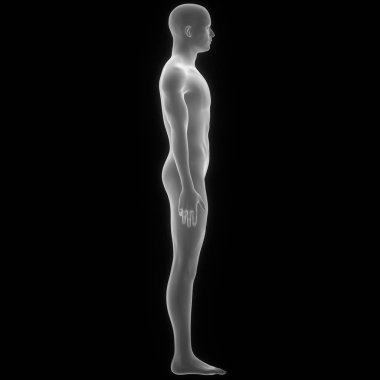 İnsan Kaslı Vücut. 3D - Görüntü