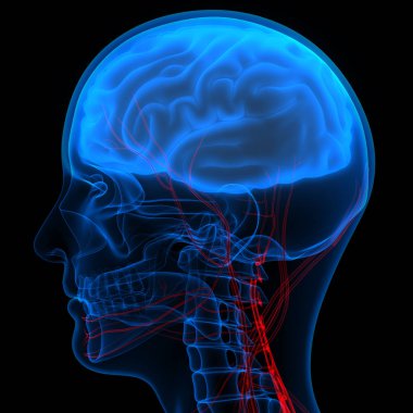 İnsan Merkezi Sinir Sistemi Beyin Anatomisi. 3D - Görüntü