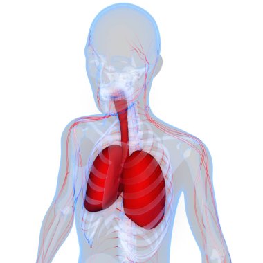 İnsan Solunum Sistemi Akciğerleri Anatomisi. Üç Boyut