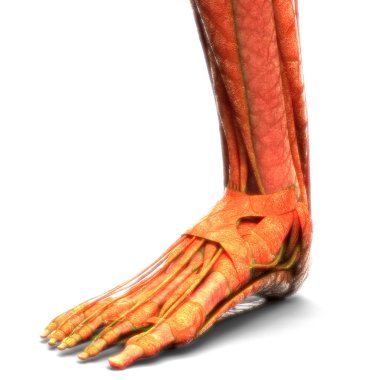 İnsan Vücut Kasları Anatomisi (Bacak). 3D - Görüntü