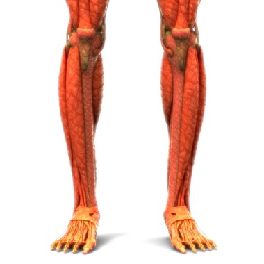Kas Anatomisi olan insan bacağı eklemleri. 3D - Görüntü