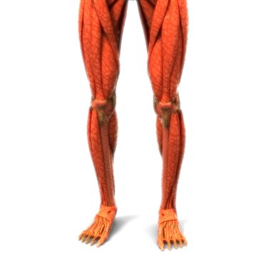 Kas Anatomisi olan insan bacağı eklemleri. 3D - Görüntü