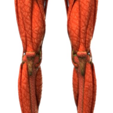 Human Legs Joints With Muscles Anatomy. 3D - Illustration clipart