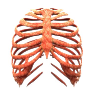 İnsan iskelet sistemi kaburga kafesi anatomisi (Anterior View). 3D - Görüntü