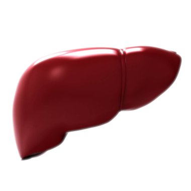 İnsan Organı (Karaciğer Anatomisi). 3D - Görüntü