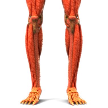 İnsan Vücut Kasları Anatomisi (Bacaklar). 3D - Görüntü