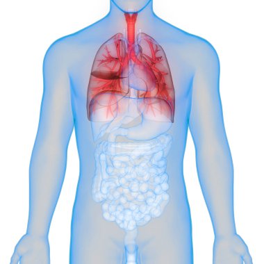 İnsan Solunum Sistemi Akciğerleri Anatomisi. Üç Boyut