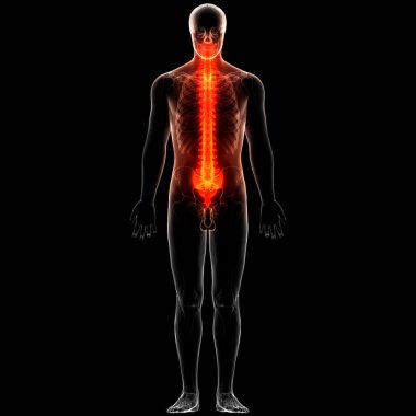 İnsan İskelet Sistemi Anatomisi 'nin Omurga Omurgası. 3D - Görüntü