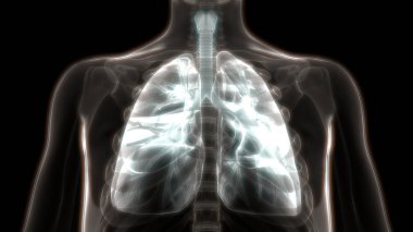 İnsan Solunum Sistemi Akciğerleri Anatomisi. Üç Boyut