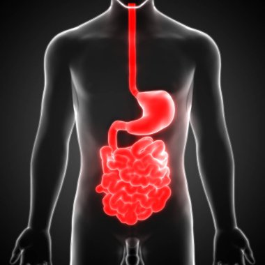 İnce bağırsak anatomisi olan insan sindirim sistemi midesi. 3D - Görüntü