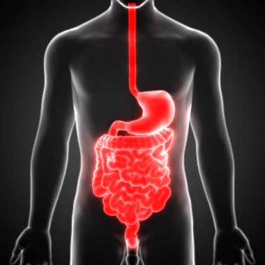 İnce bağırsak anatomisi olan insan sindirim sistemi midesi. 3D - Görüntü