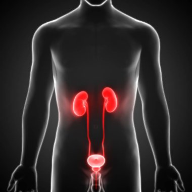 İnsan İdrar Sistemi Böbrekleri Anatomisi. Üç Boyut