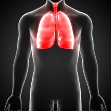 İnsan Solunum Sistemi Akciğerleri Anatomisi. Üç Boyut