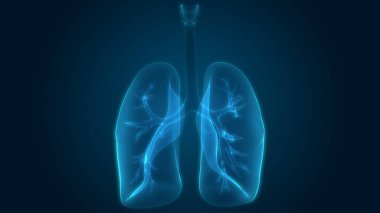 İnsan Solunum Sistemi Akciğerleri Anatomisi. Üç Boyut