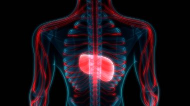 İnsan İç Sindirim Organı Anatomisi. Üç Boyut