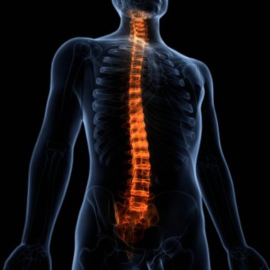 İnsan İskelet Sistemi Anatomisi 'nin Omurga Omurgası. 3D - Görüntü