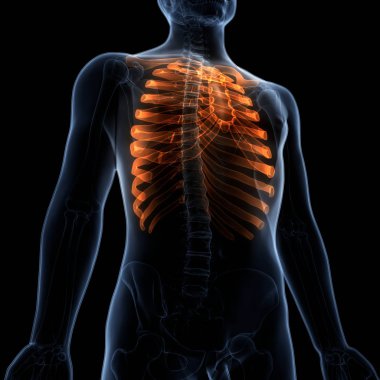 İnsan iskelet sistemi kaburga kafesi anatomisi. 3D - Görüntü