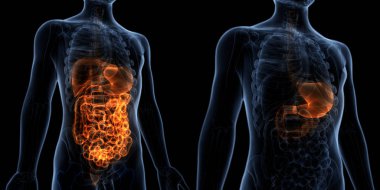 İnsan Sindirim Sistemi Anatomisi. 3D - Görüntü