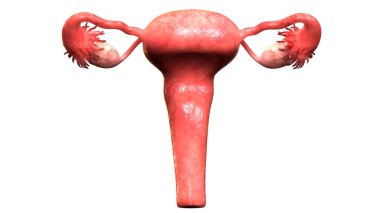 Kadın Üreme Sistemi Anatomisi. 3D - Görüntü