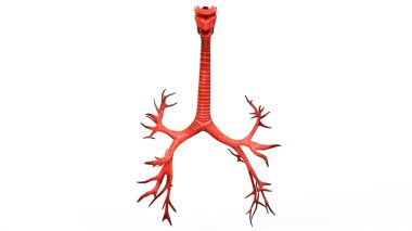 Human Respiratory System Lungs Anatomy. 3D - Illustration clipart