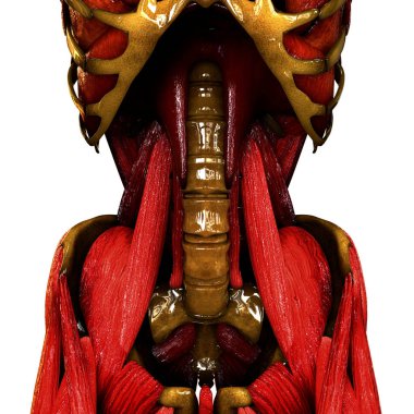 İnsan Vücut Kasları Anatomisi. 3D - Görüntü