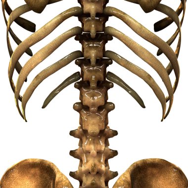 İnsan iskelet sistemi kaburga kafesi anatomisi (Anterior View). 3D - Görüntü
