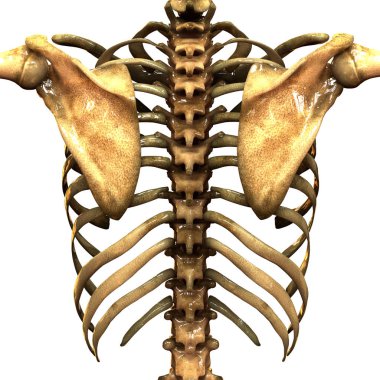 İnsan iskelet sistemi kaburga kafesi anatomisi (Anterior View). 3D - Görüntü
