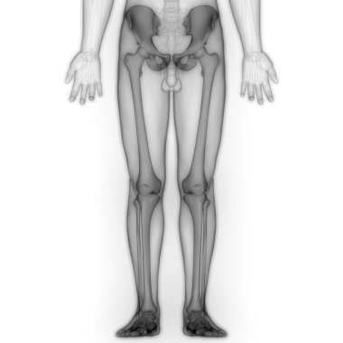 İnsan Vücut Kemikleri Eklem Ağrısı (Kalça ve Pelvis Bacak Eklemleri) - İllüstrasyon