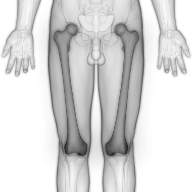 3D Illustration of Human Skeleton System Bone Joints Anatomy clipart