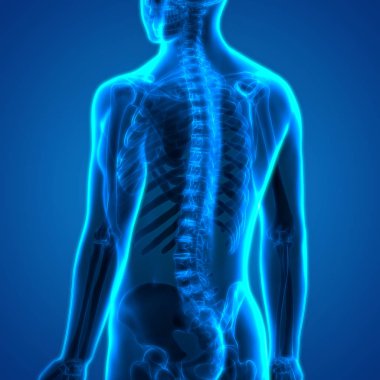 İnsan iskelet sistemi omurgası anatomisi. 3D - Görüntü