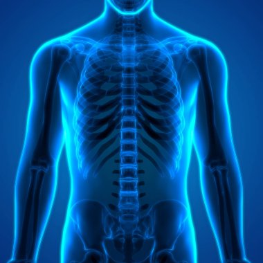 İnsan iskelet sistemi kaburga kafesi anatomisi. 3D - Görüntü