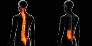 İnsan İskelet Sistemi Anatomisi 'nin Omurga Omurgası. 3D - Görüntü