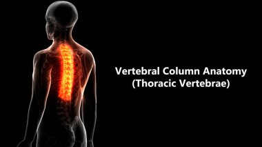 Omurilik (Thoracic Vertebrae) İnsan İskeleti Anatomisi 'nin bir parçası. 3D - Görüntü