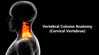 Omurilik, İnsan İskeleti Anatomisi 'nin bir parçasıdır (Servikal Omurga Yan Görüş). 3D - Görüntü