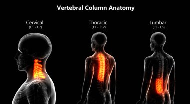 İnsan İskeleti Omurga Anatomisi (Servikal Omurga). 3D - Görüntü