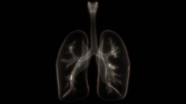 İnsan Solunum Sistemi Akciğerleri Anatomisi. Üç Boyut