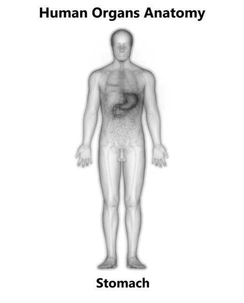 Mänsklig Matsmältningssystemet Magsäck Anatomi Anterior View — Stockfoto