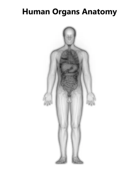 Anatomia Intestinal Humana Digestiva — Fotografia de Stock