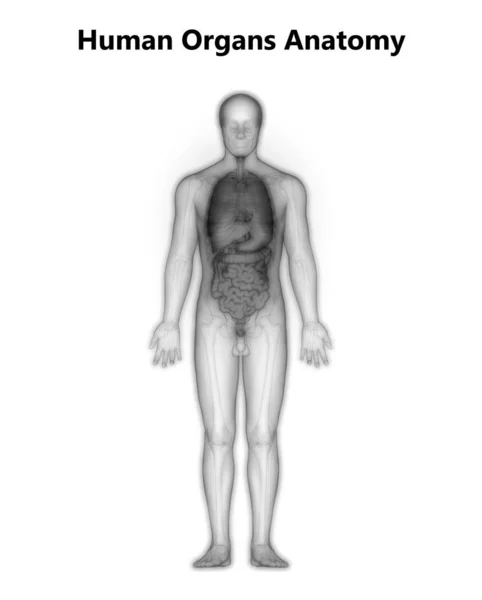 Anatomía Intestina Digestiva Humana Pequeña — Foto de Stock