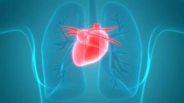 Anatomía Del Corazón Humano Ilustración — Foto de Stock