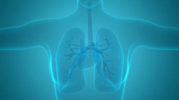 Human Respiratory System Lungs Anatomy — стокове фото