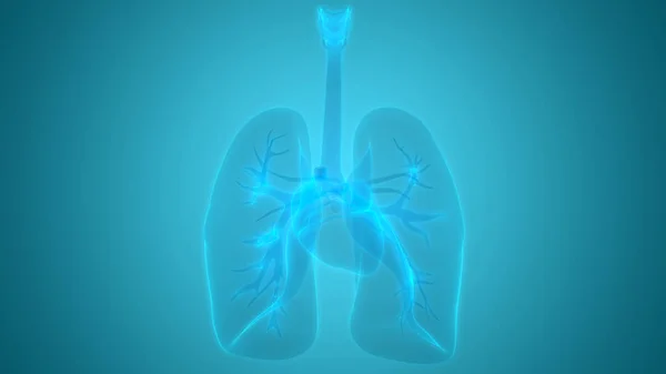 Human Respiratory System Lungs Anatomy — стокове фото