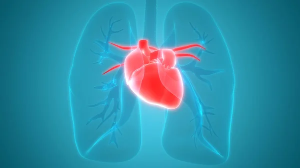 Human Heart Anatomy Illustration — ストック写真