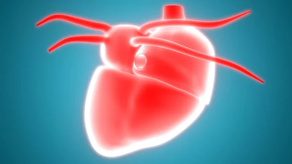 Human Heart Anatomy. 3D - Illustration