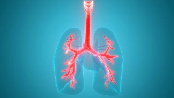 Anatomie Pulmonaire Système Respiratoire Humain — Photo